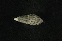 藏品(結節蜷)的圖片